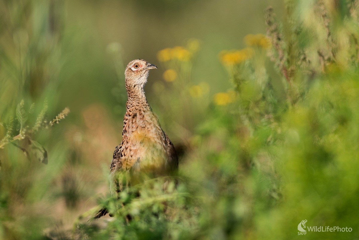 Na stráži (Ľubomír Ondráško)