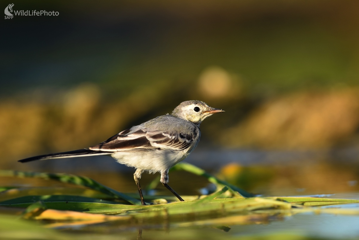 Trasochvost (Ľubomír Ondráško)