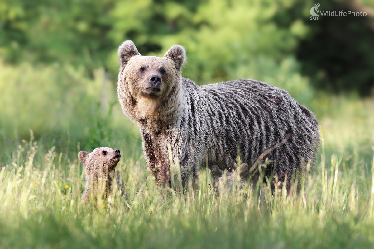 Medvedička pred útokom s potomstvom (Dominik Kalata)