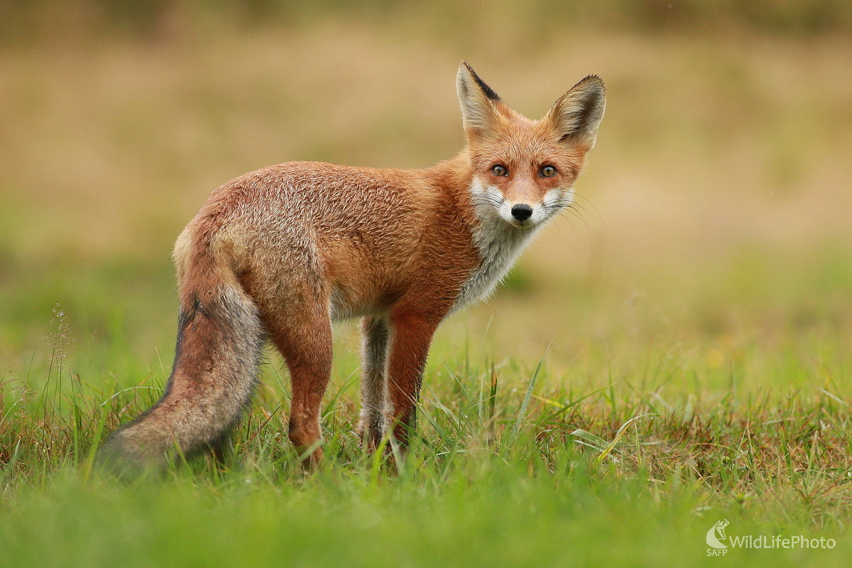 Pohľad (Ladislav Dzivjak)