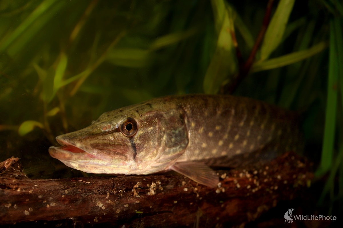 Šťuka severná -  Esox lucius (Martin Šabík)