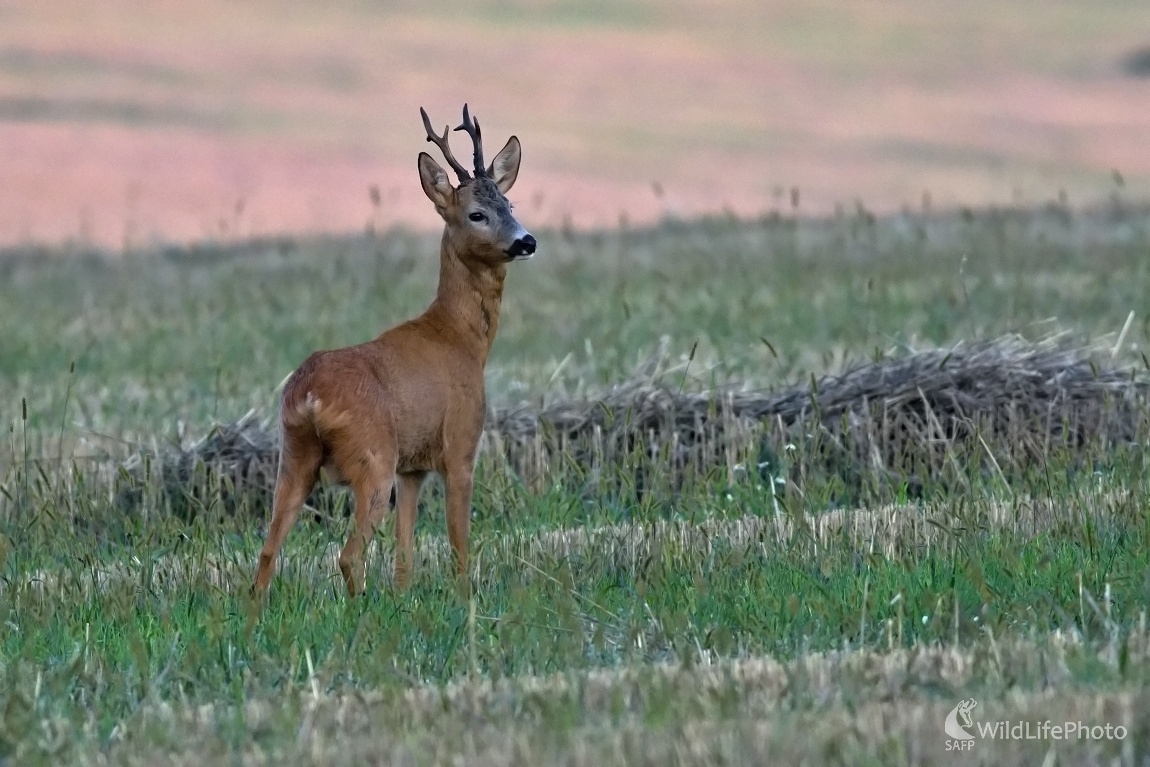 Srnček (Maroš Detko)