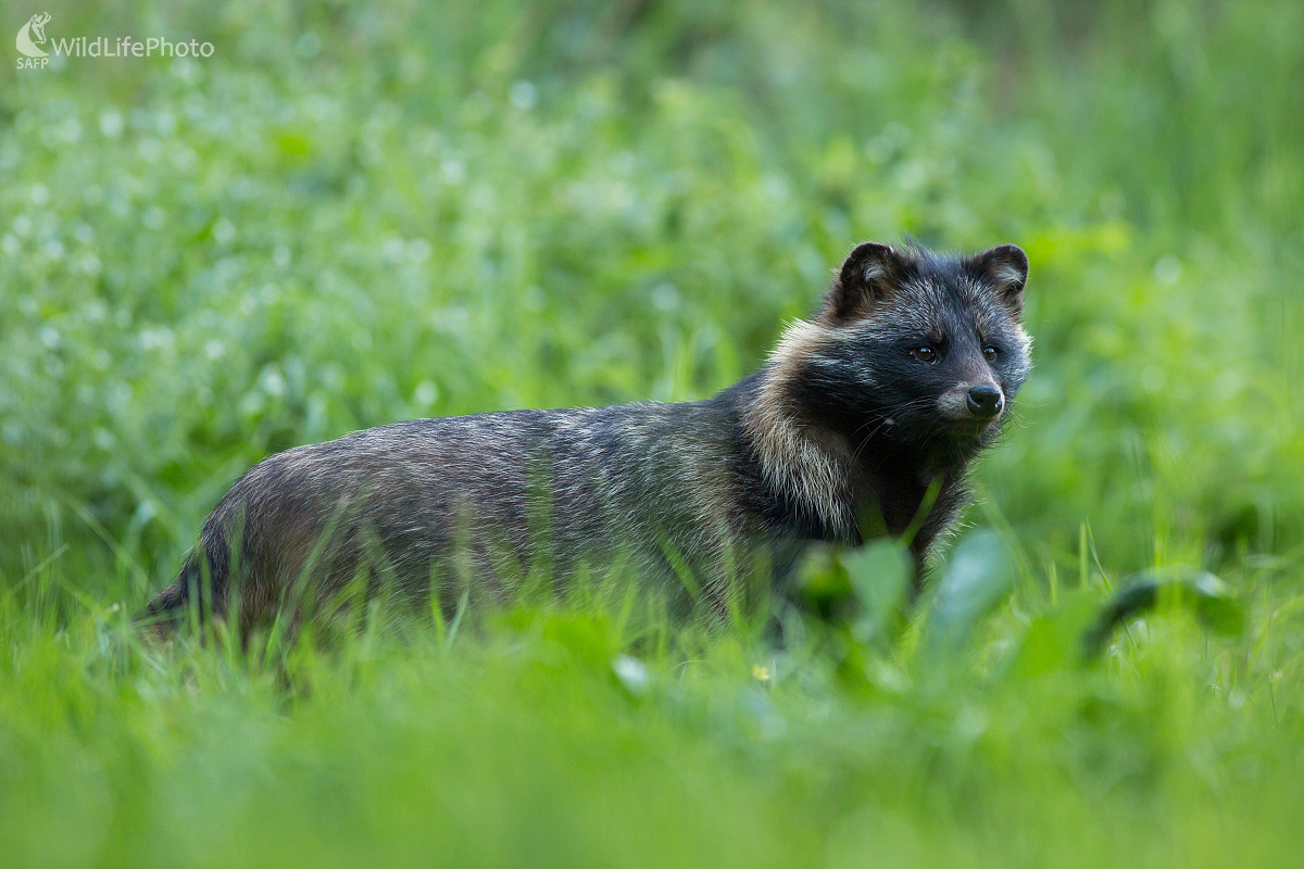 Azijčan (Ladislav Dzivjak)