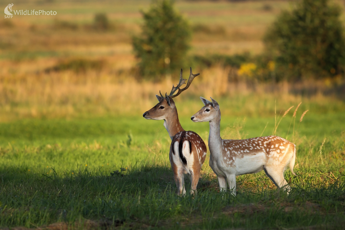 V posledných lúčoch slnka (Michal Stoklasa)