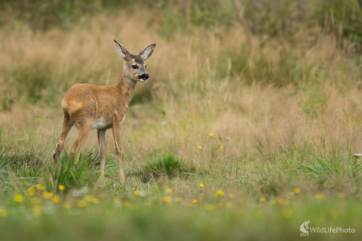 Srnča (Ladislav Dzivjak)