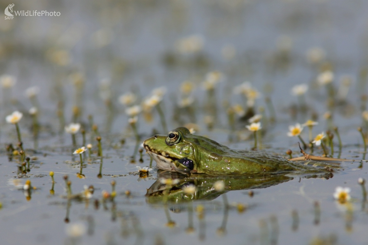 Skokan zelený (Pelophylax esculentus) (Martin Šabík)