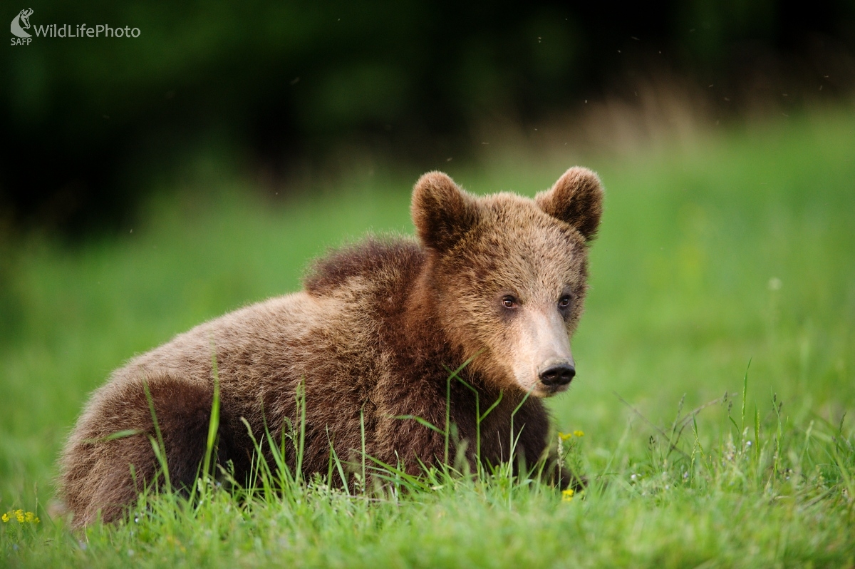 Vegeťák  (František Hromada)