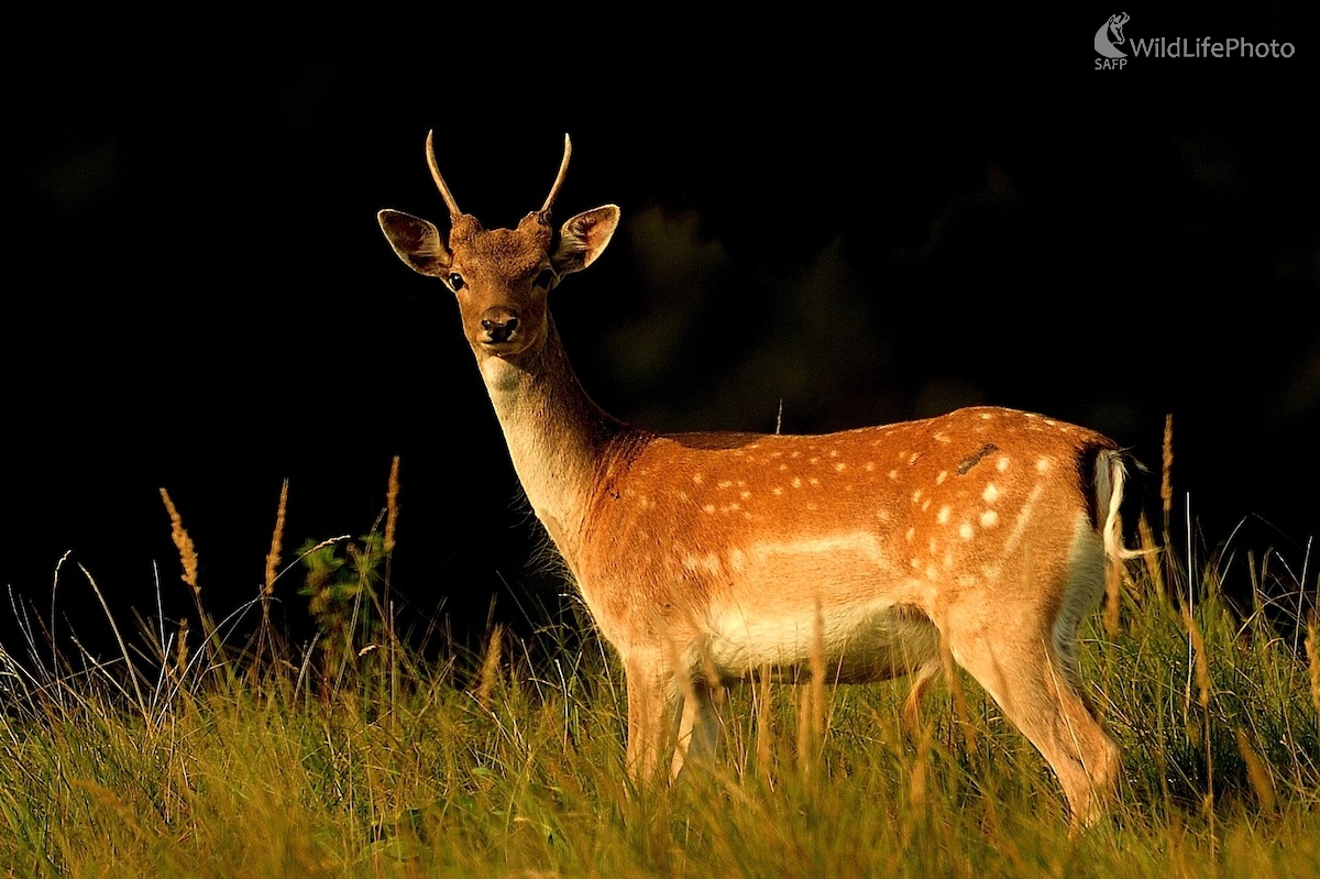 V posledných  lúčoch (Vladimír Sabo)