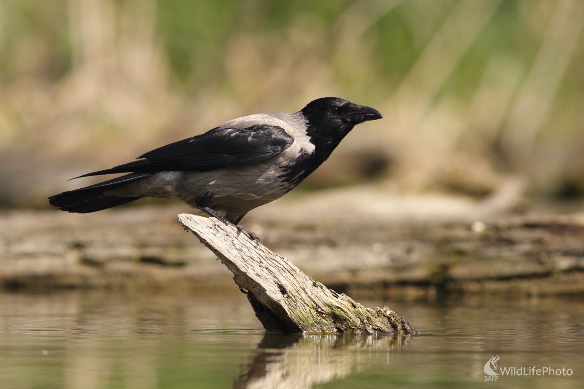 Vrana pri vode. (Jaroslav Šubjak)