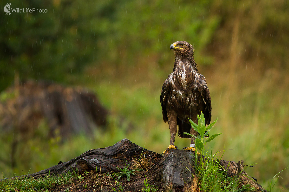 Orol skalný v daždi (Ladislav Dzivjak)