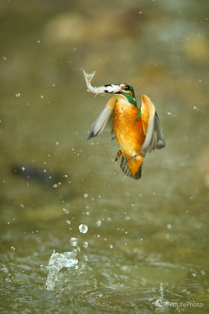 Na love (František Hromada)