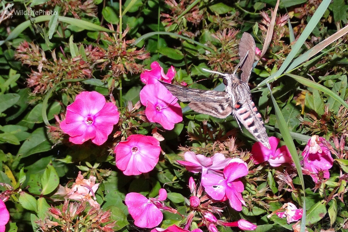 Letová momentka (Michal Žec)