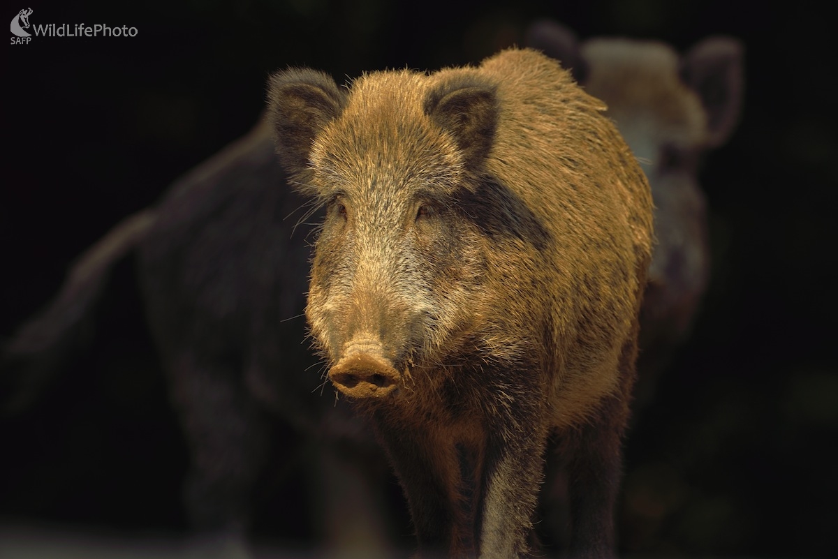 Nerzmestil sa do objektívu (Vladimír Sabo)