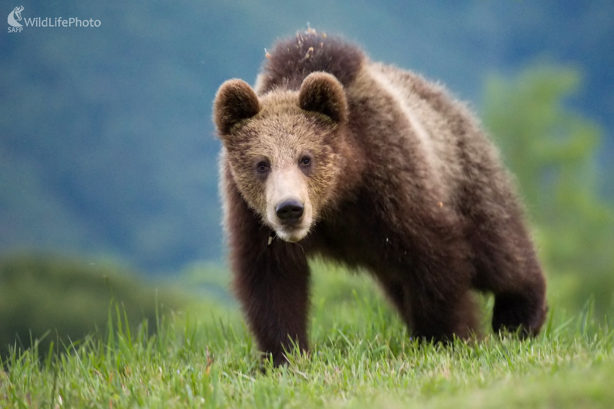 Večer na horskej lúke (František Hromada)