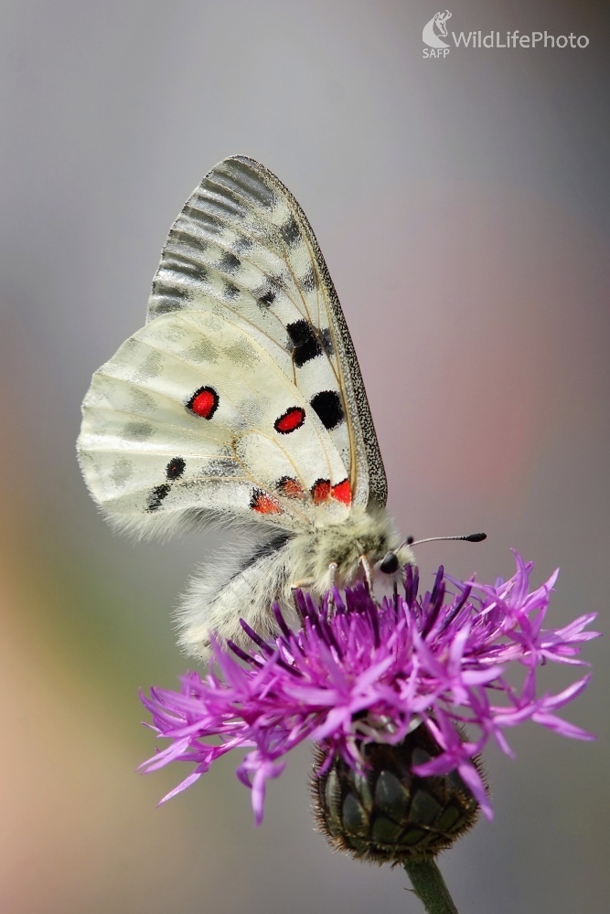 Parnasius apollo (Vladimír Michalec)