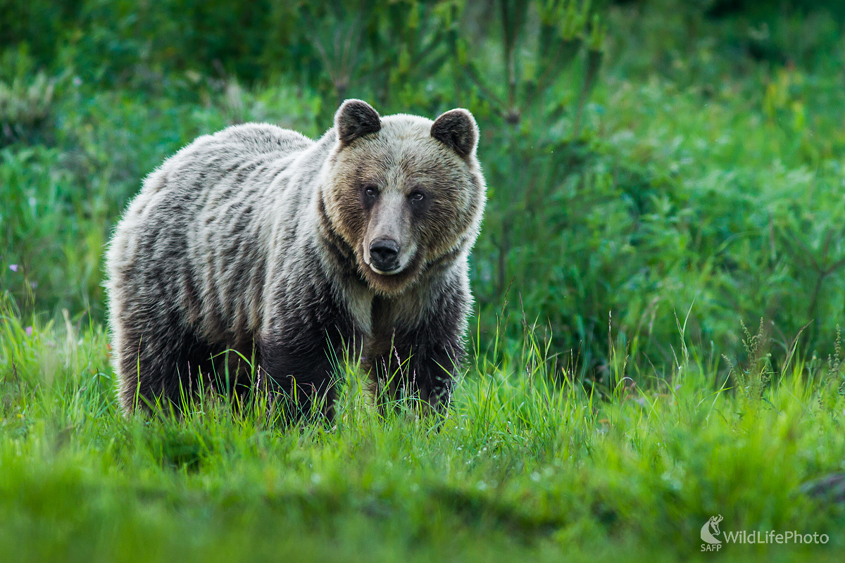 Strieborná medvedica (Ladislav Dzivjak)