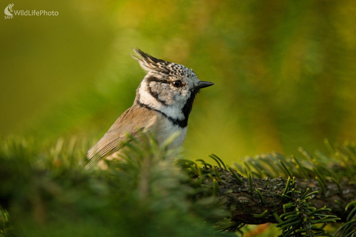 V ihličnanoch (František Hromada)