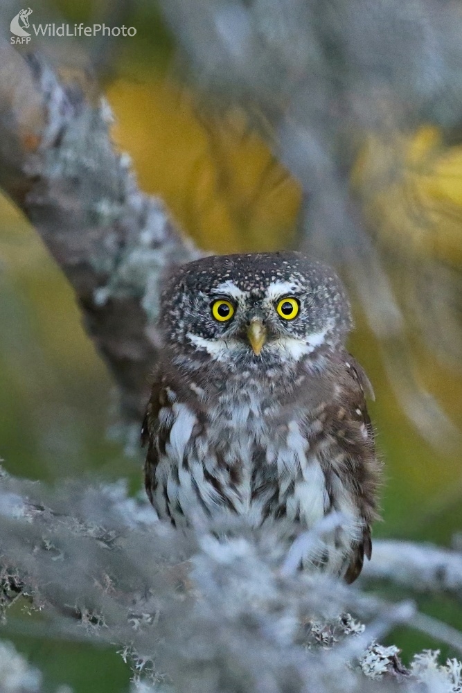 Kuvičok vrabčí (Vladimír Michalec)