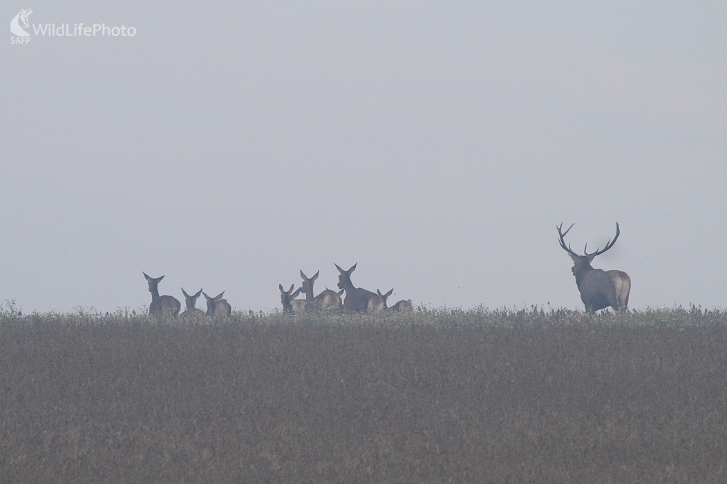 ... v ruji... (Milan Fuňák)