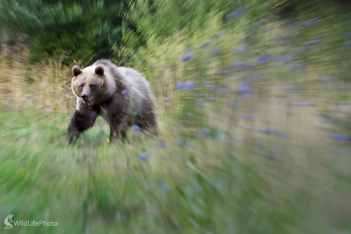 Medvedia lyrika (Marian Zelina)