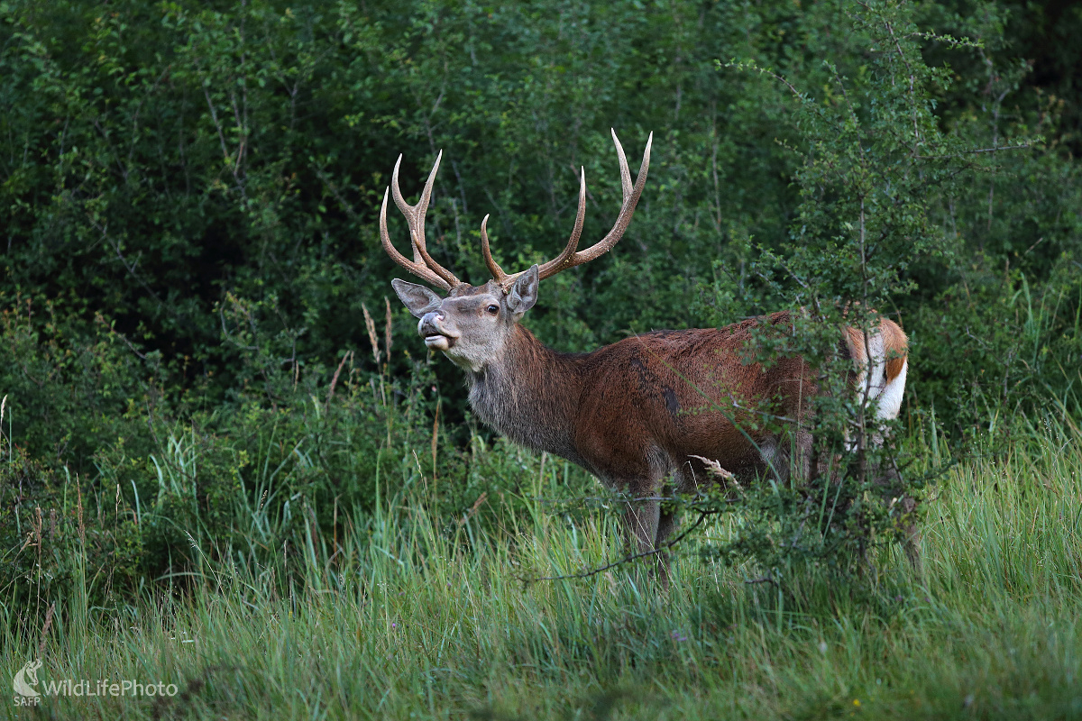 8-rák (Marián Jamrich)