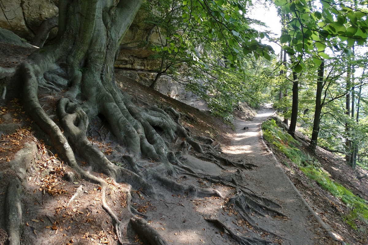 Korene (Michal Žec)