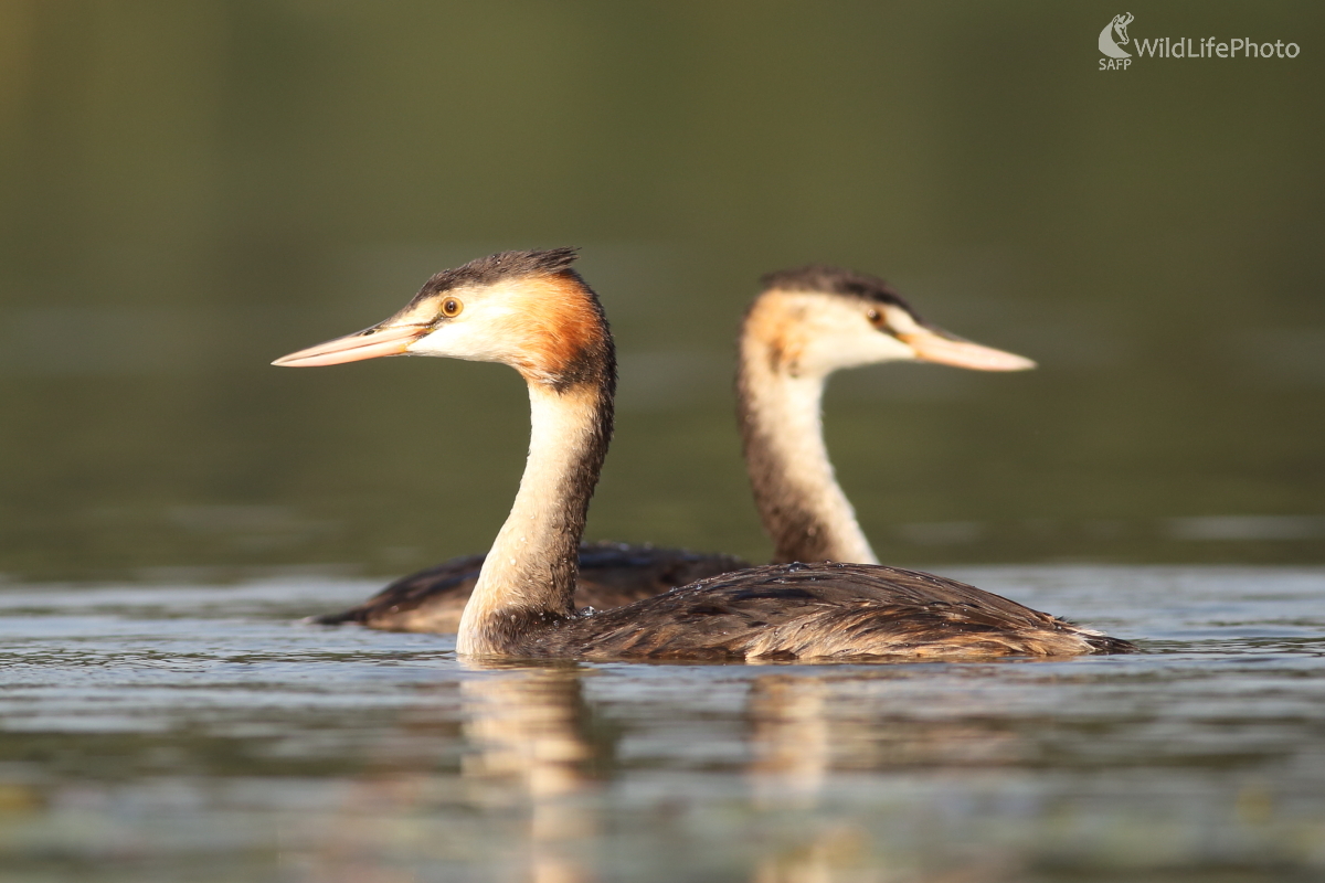 Vo dvojici. (Jaroslav Šubjak)