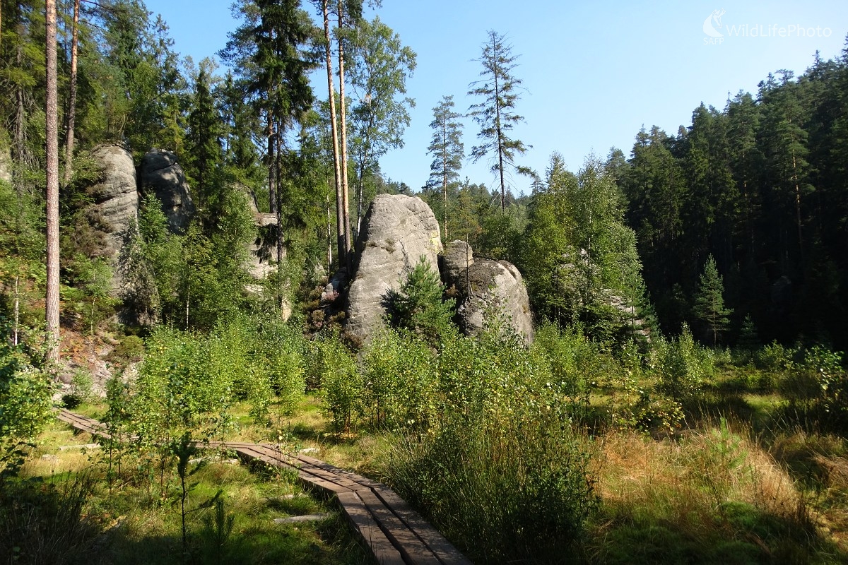 Dreveným chodníčkom (Michal Žec)