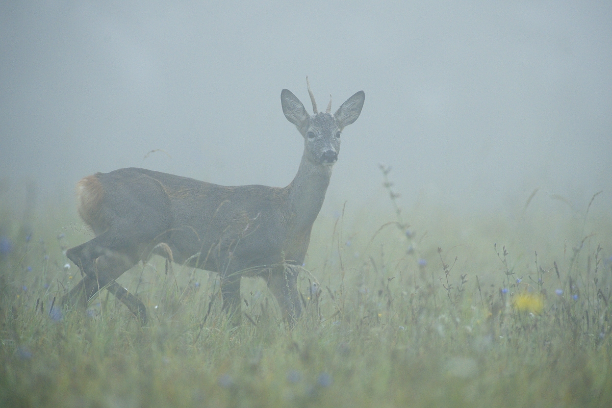 ... čaro rannej hmly ... (Dušan Majerník)