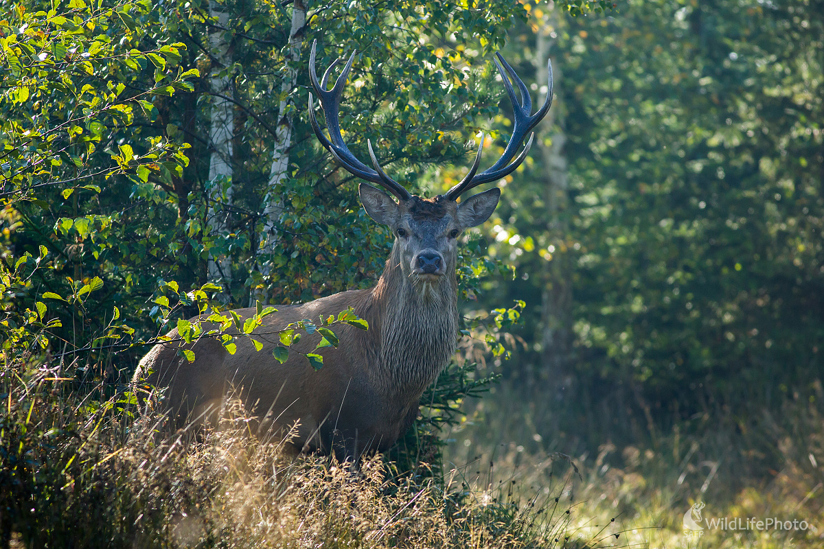 Paroháčik (Ladislav Dzivjak)