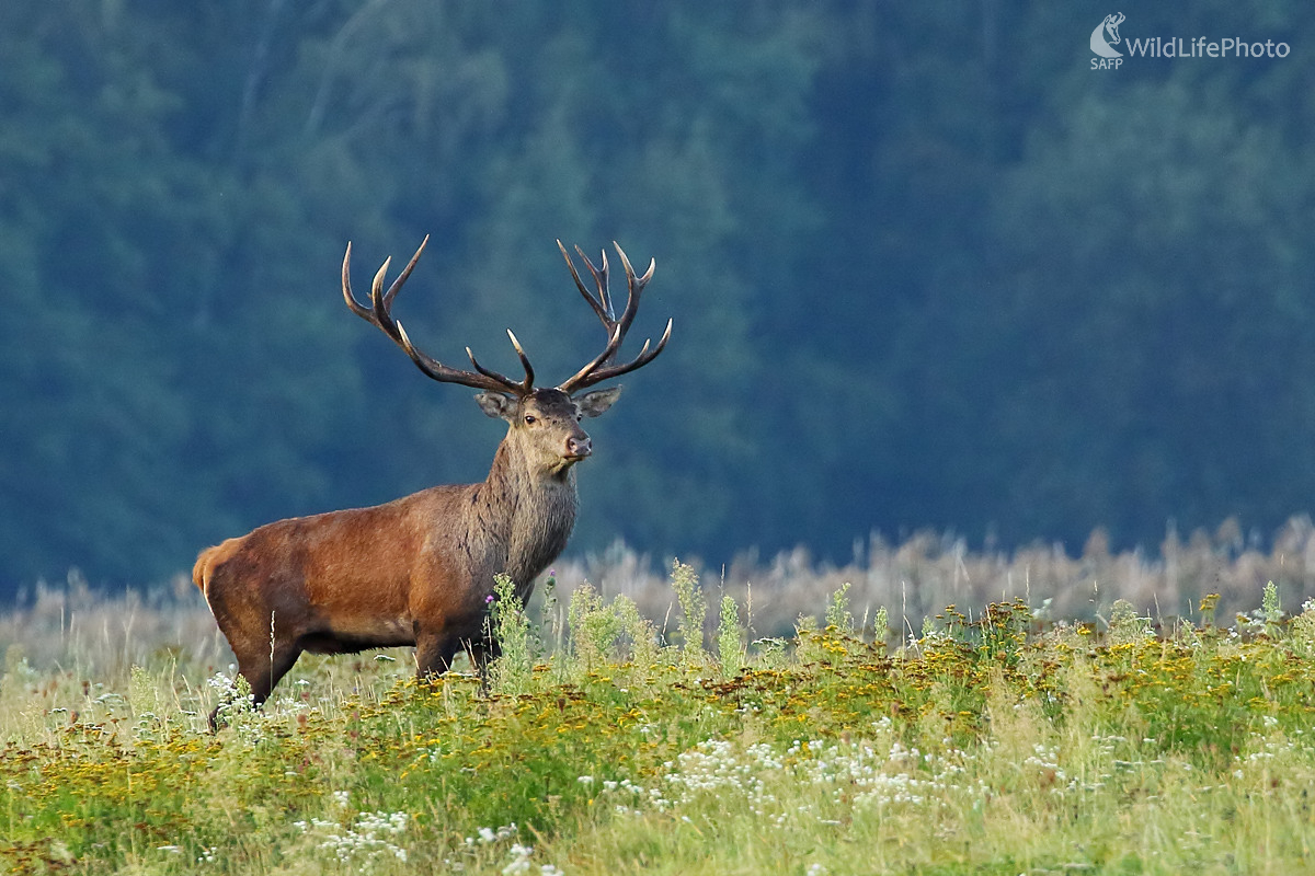 kráľ lúky (Peter Jurík)