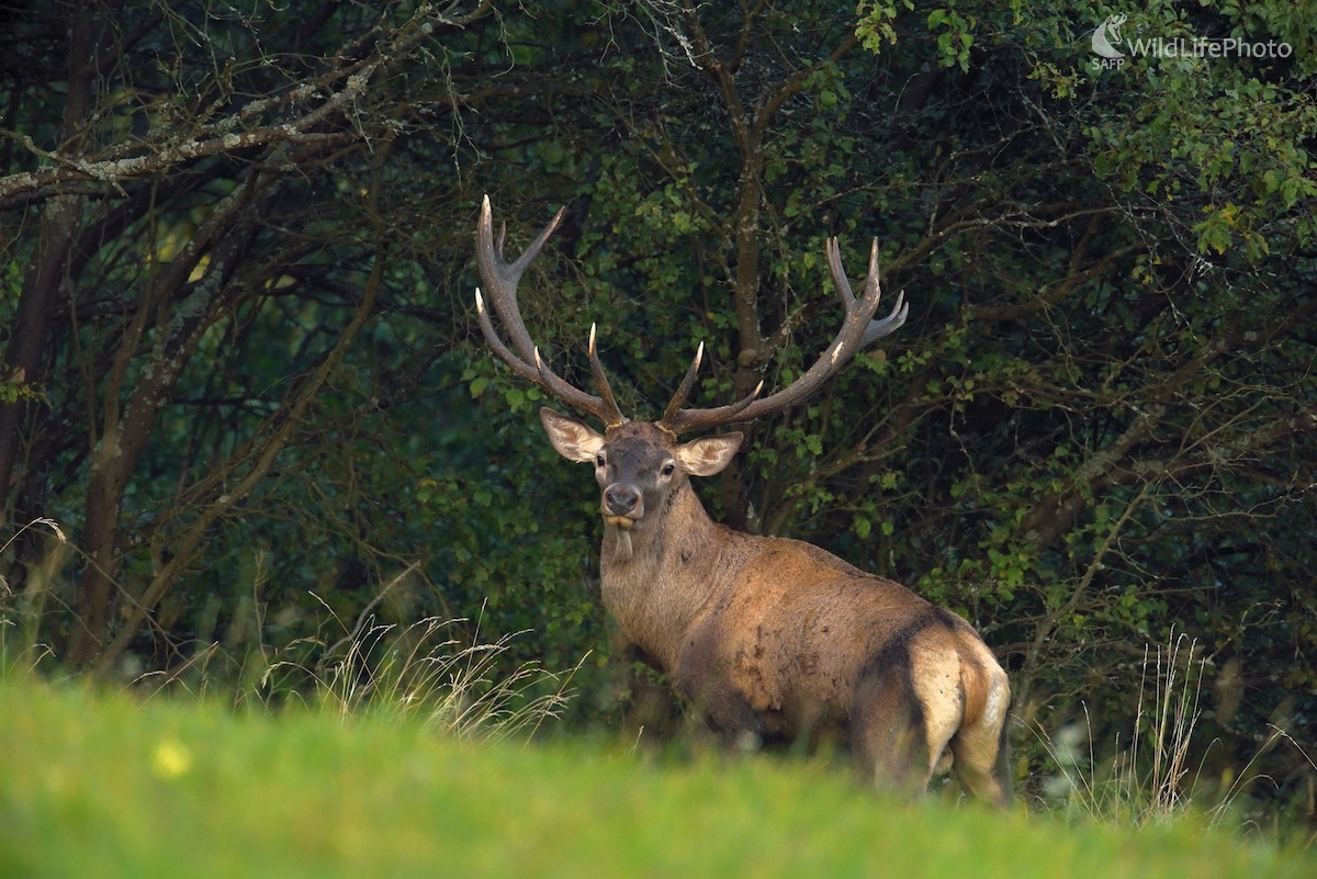 Jeleň lesný (Vladimír Sabo)