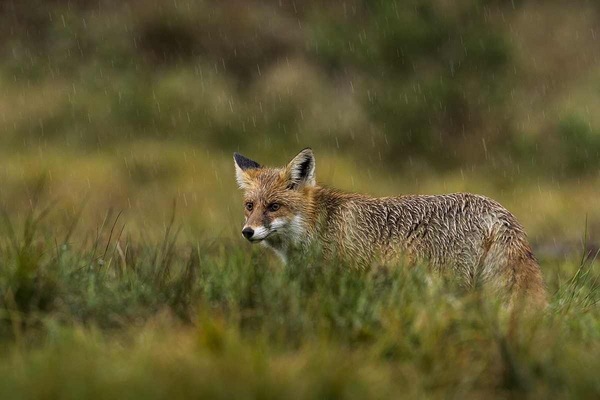 Líška  (Lukáš Andreides)