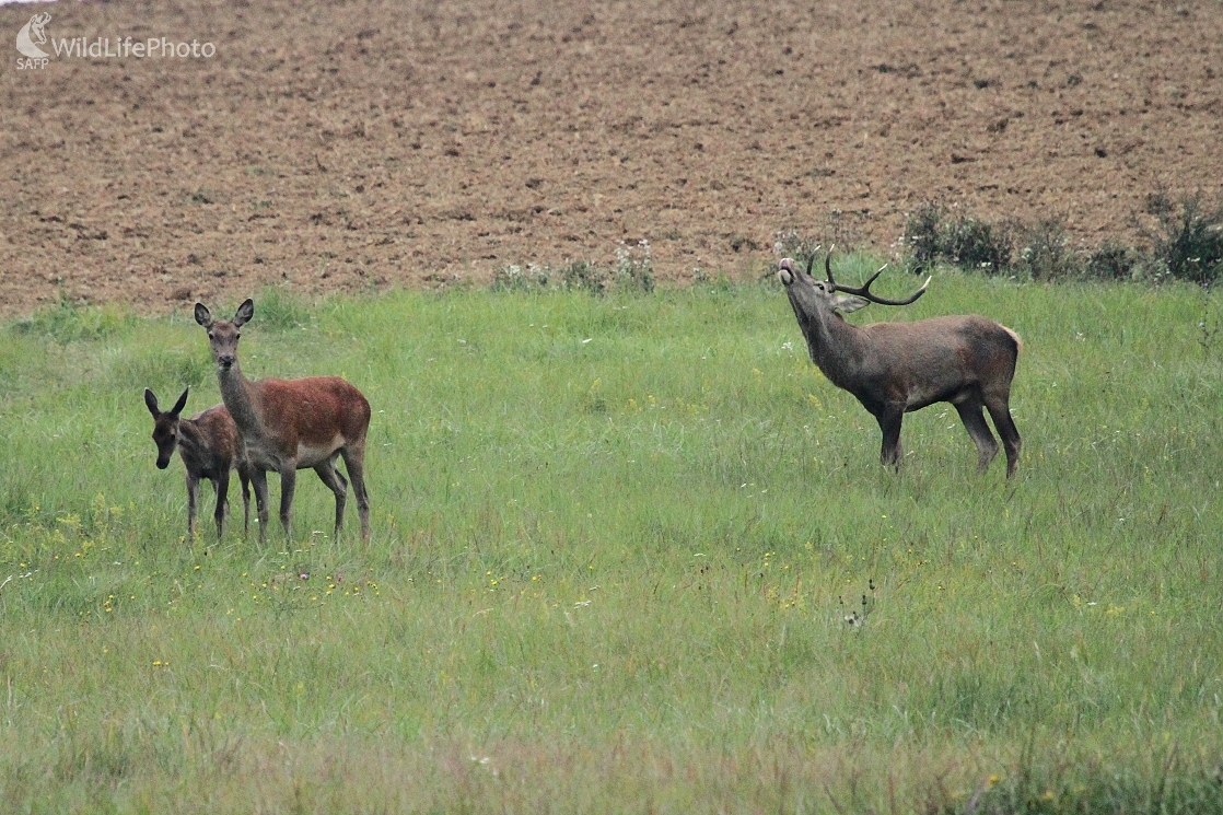 ...fetišista... (Milan Fuňák)
