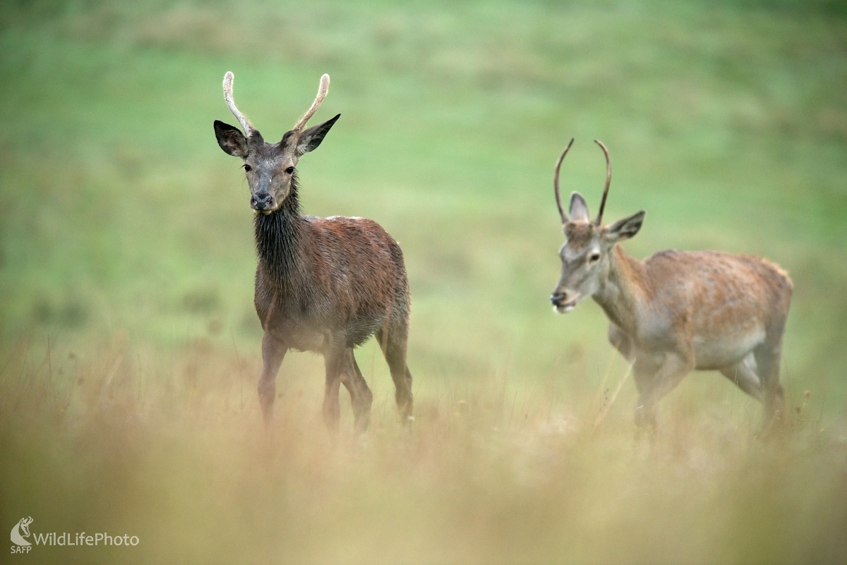 Mládenci (František Hromada)