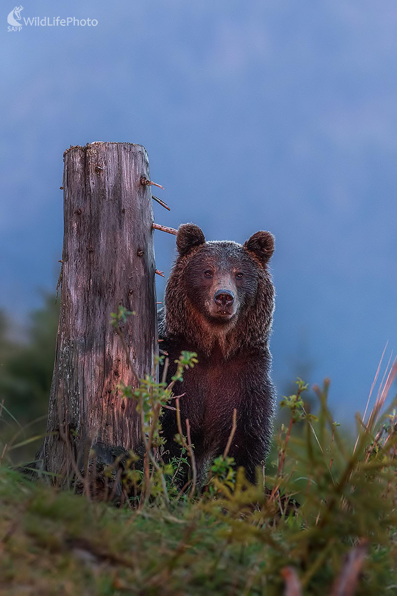 medveďko (Ivan Godál)