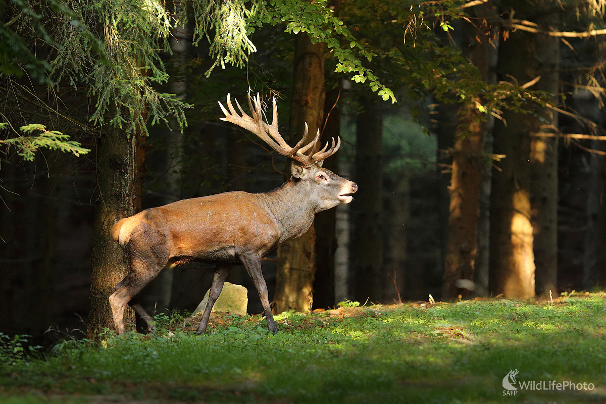 V rannom slnku (Marián Jamrich)