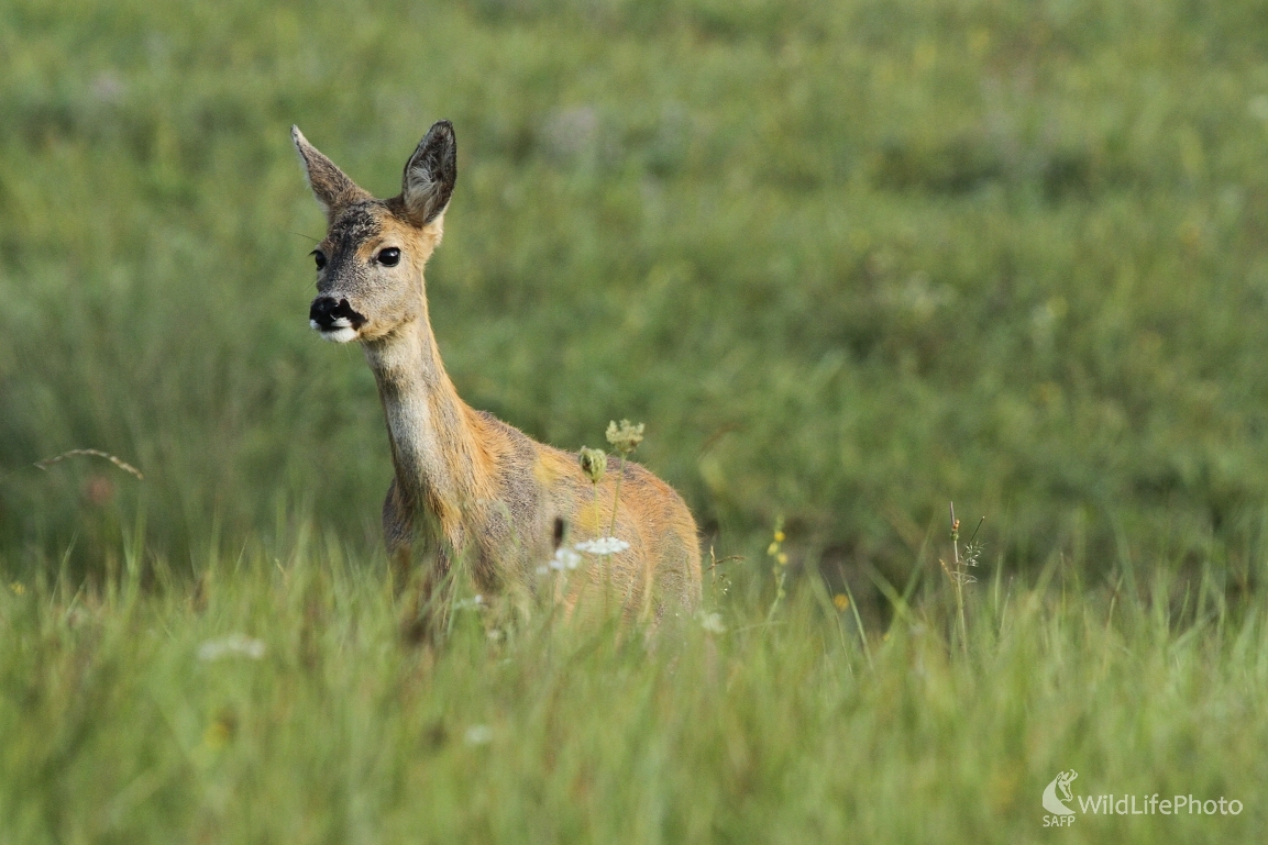 srna (Milan Fuňák)
