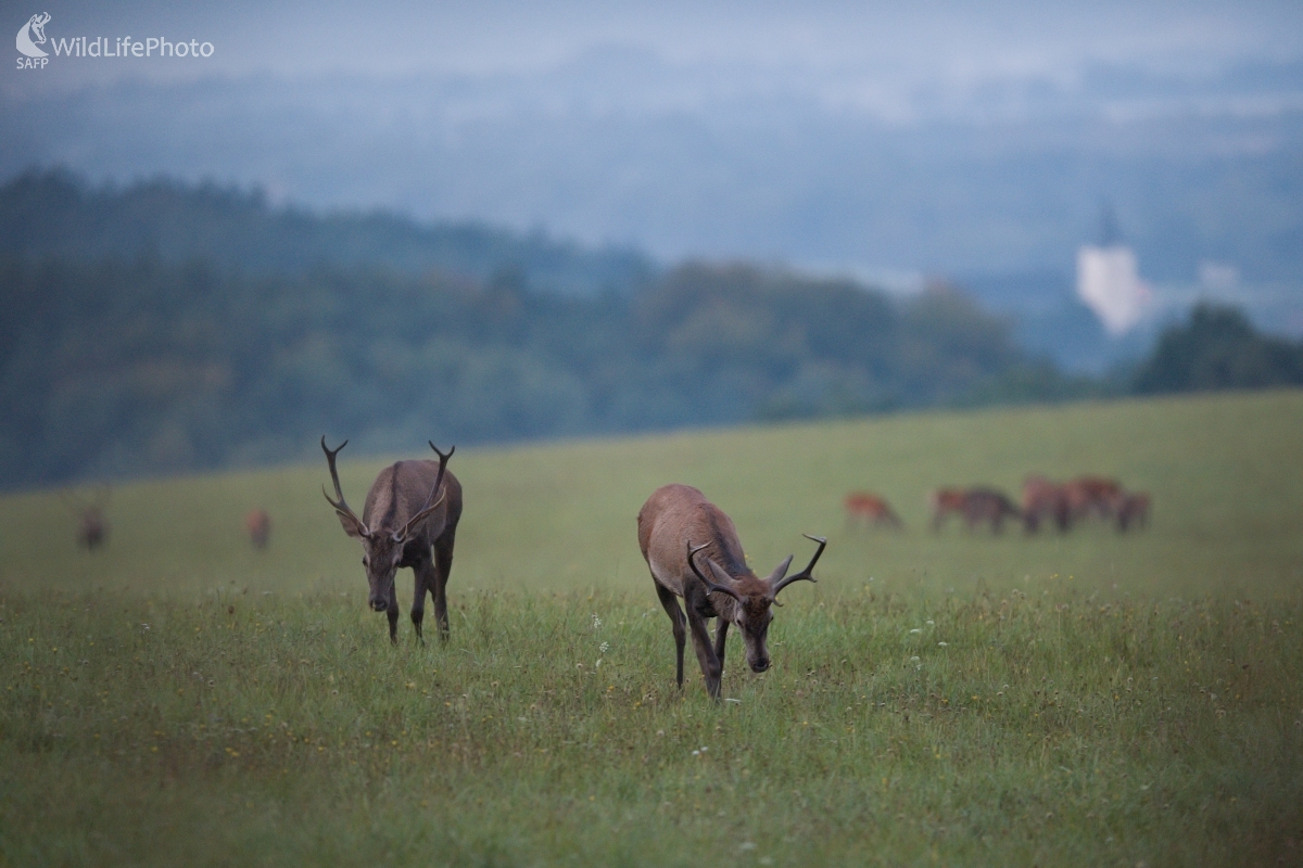 Ruja "za humnami" (František Hromada)