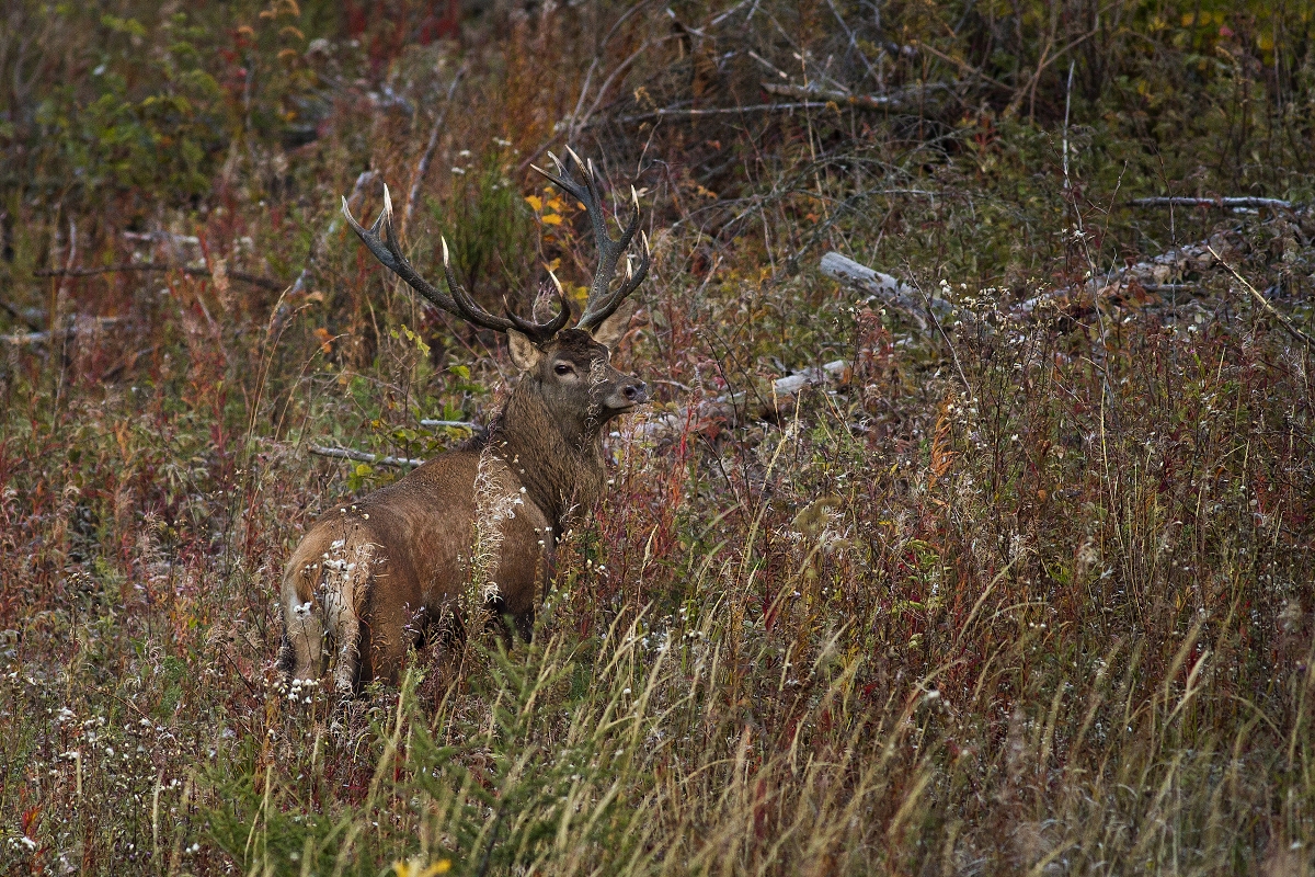 V jesenných farbách (Lukáš Andreides)