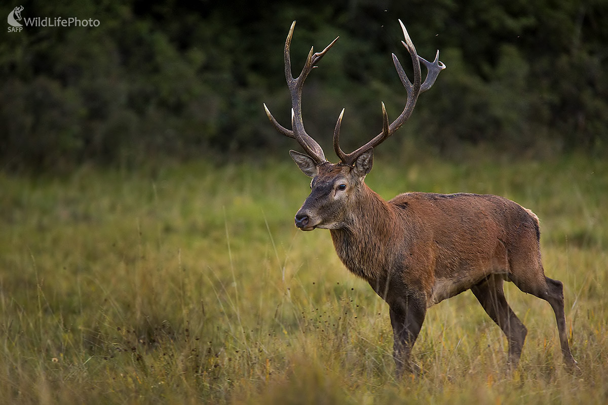 Jelenček (Ivan Godál)