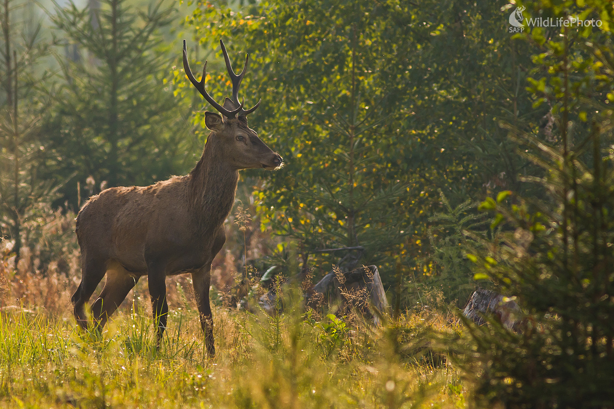 Mladík (Ladislav Dzivjak)