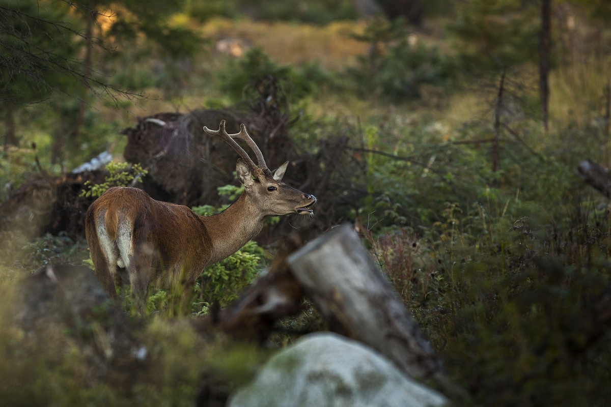 Mladík (Lukáš Andreides)