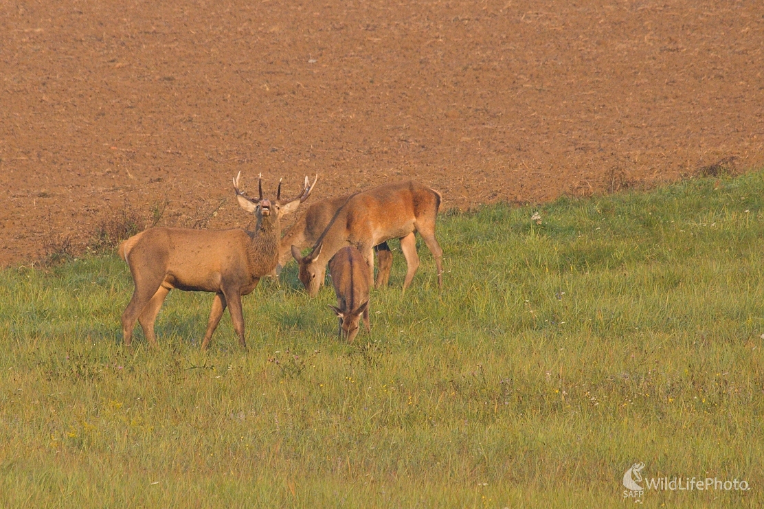 ...vetriaci jeleň... (Milan Fuňák)