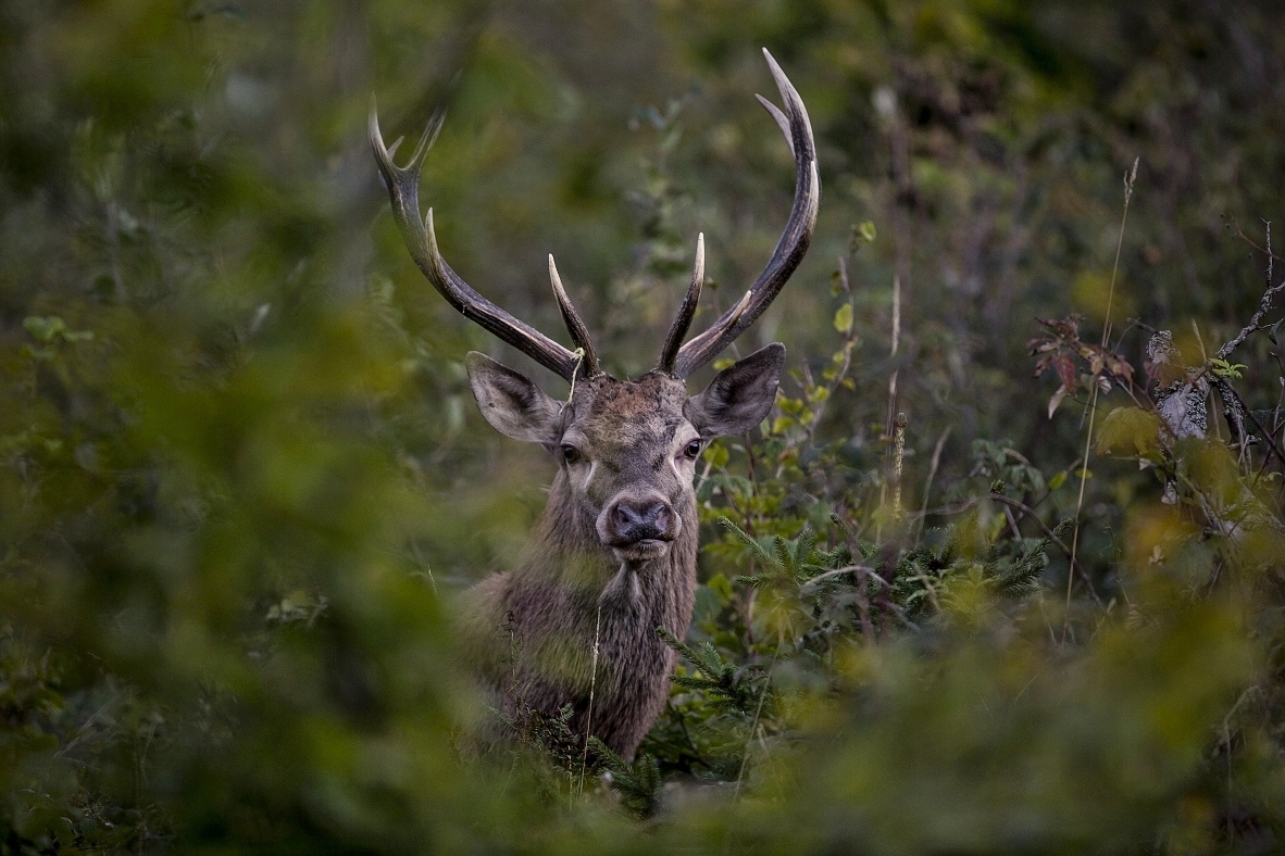V malinovom okne (Lukáš Andreides)