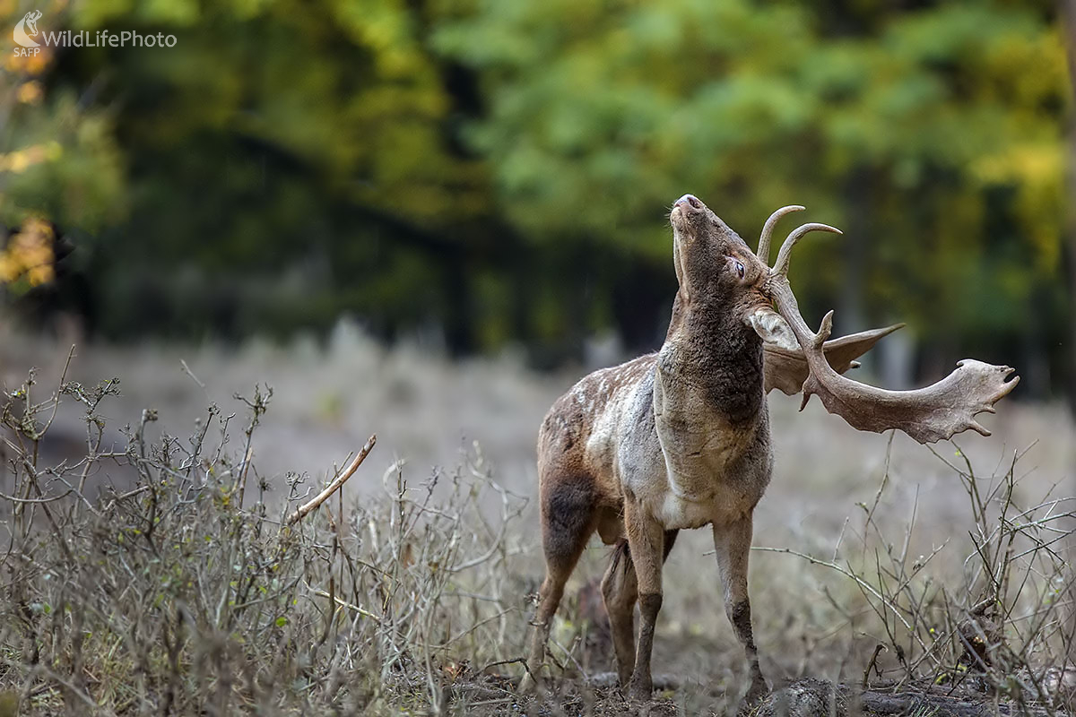 Daniel (Ivan Godál)