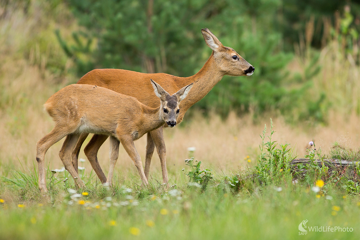 Nová generácia (Ladislav Dzivjak)