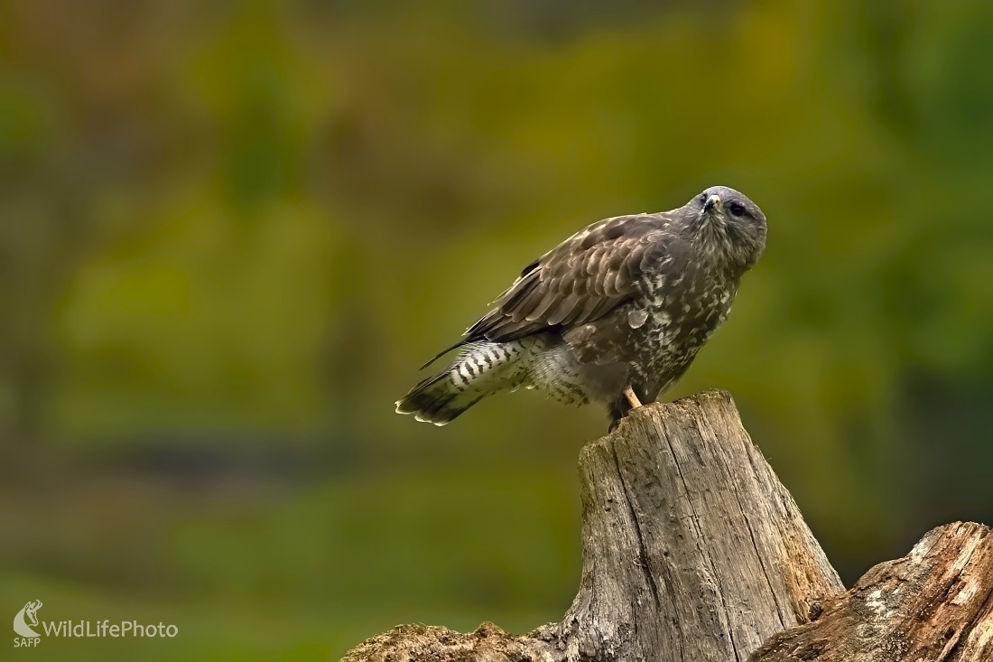 Jeseň (Maroš Detko)