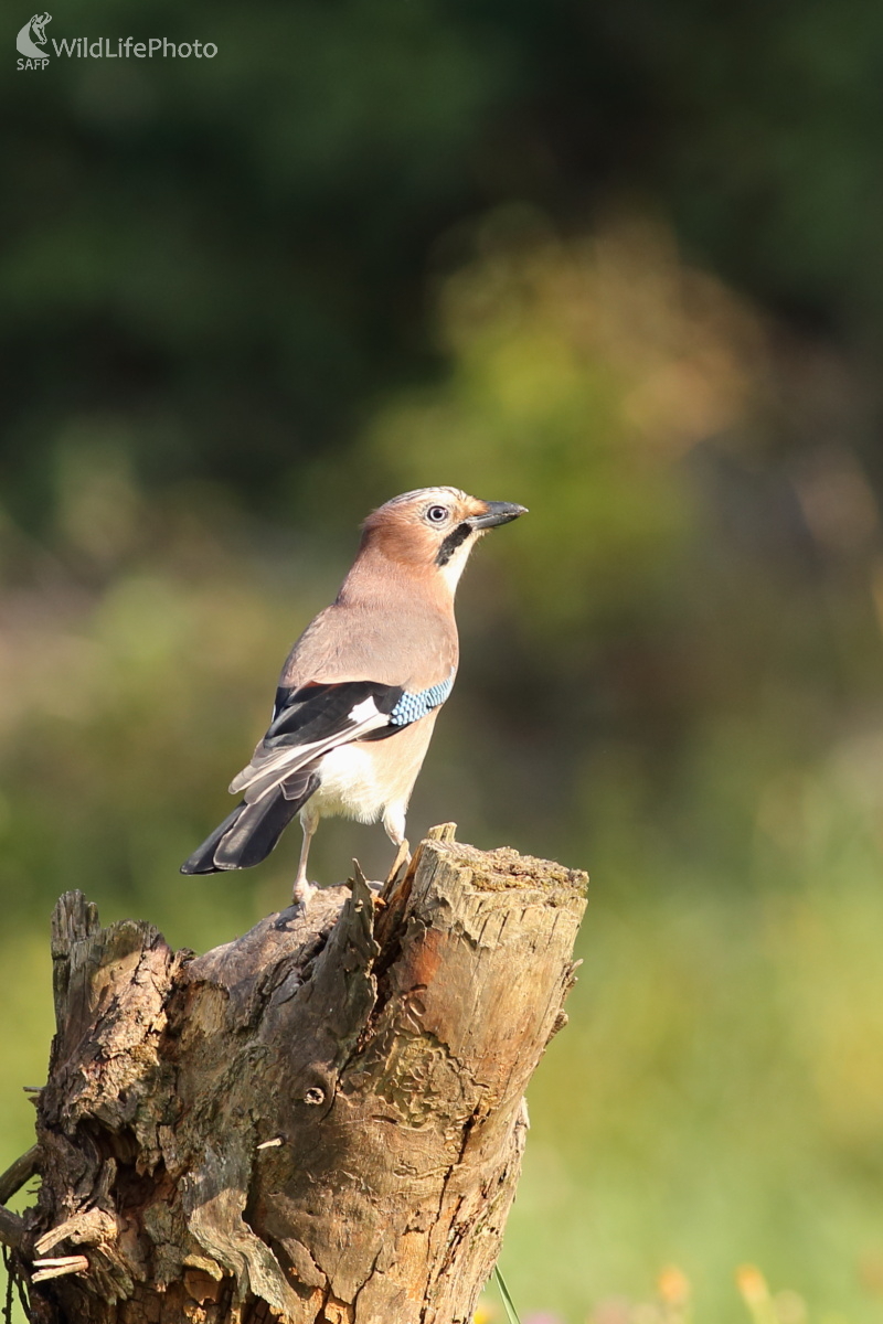 Sojka (Jaroslav Šubjak)