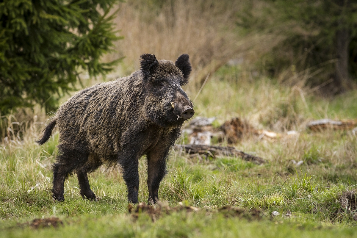 Kanček (Lukáš Andreides)